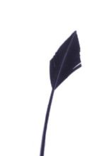 Navy Blue Arrow Head Feather